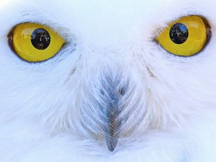 Fotograful Owl