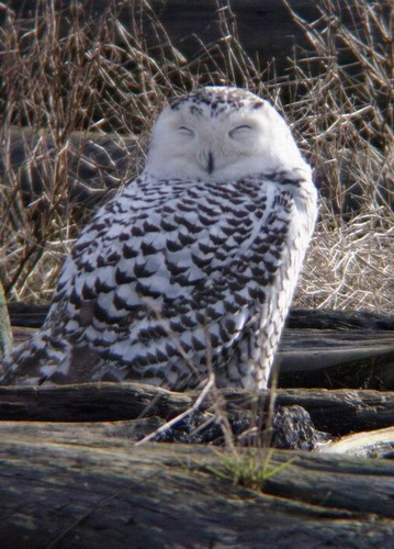 Fotograful Owl