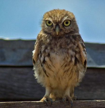 Fotograful Owl