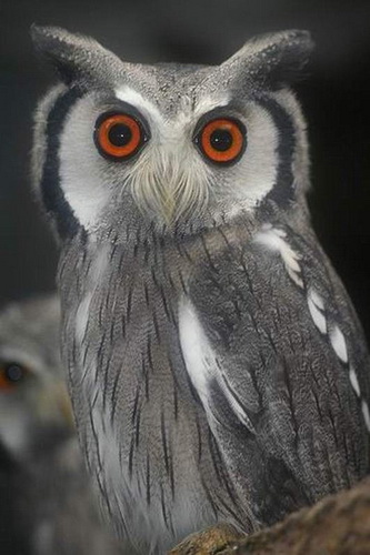 Fotograful Owl
