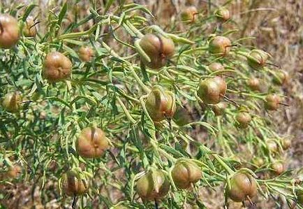 Harmarma vulgaris, cartea de sănătate