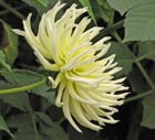 Dahlia - floare regală - dalii, familie, astroide, academie, științe