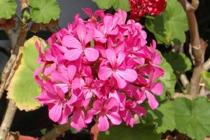 Geranium (Pelargonium) - îngrijire la domiciliu, hrănire, transplant, boli și dăunători