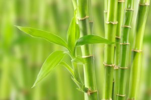 Erbicid pentru bambus