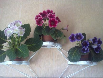 Gloxinia - aspect, îngrijire, reproducere