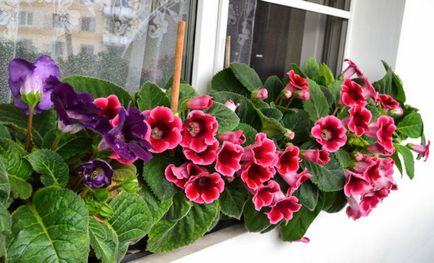 Gloxinia - aspect, îngrijire, reproducere