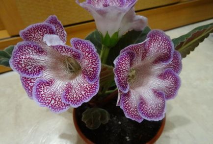 Gloxinia - aspect, îngrijire, reproducere