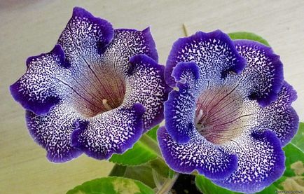 Gloxinia - aspect, îngrijire, reproducere