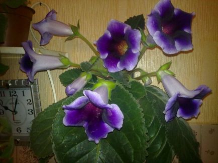 Gloxinia - aspect, îngrijire, reproducere