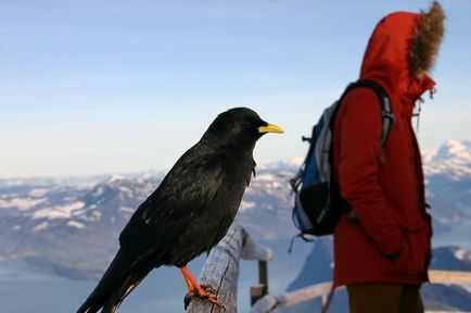 Pilatus-hegyre fotó, hogyan lehet eljutni, a megjelenítések