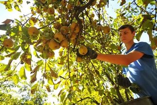 Varietatea de pere este o descriere proeminentă și caracteristici, avantaje și dezavantaje, trăsături de plantare și îngrijire