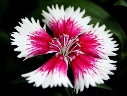 Гвоздика фото і види, способи вирощування і правила догляду за квіткою