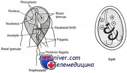 Infecția cauzată de diagnosticul giardia lamblia, tratamentul, prevenirea