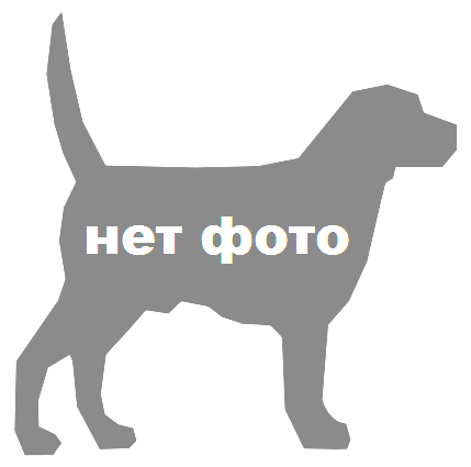 Інтерв'ю з власником розплідника загорские дали Ольгою Ожогина - собака - стиль життя