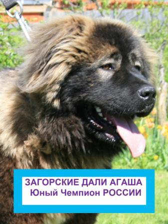 Інтерв'ю з власником розплідника загорские дали Ольгою Ожогина - собака - стиль життя