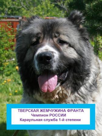 Інтерв'ю з власником розплідника загорские дали Ольгою Ожогина - собака - стиль життя