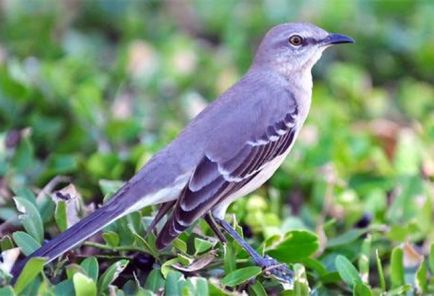 Legende irlandeze despre pisici (povestiri) legende irlandeze despre pisici povesti despre animale pentru copii