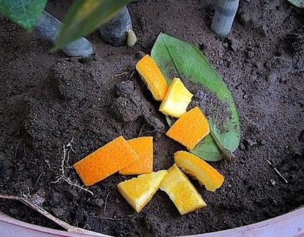 Utilizarea coajei de mandarină