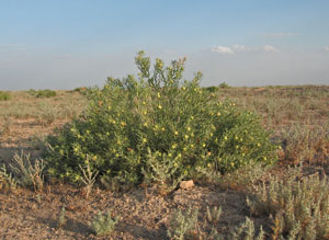 Ісрик - рослина з древньою історією - майстерня, сувеніри та обереги з Узбекистану
