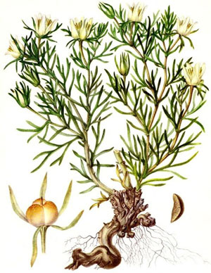 Ісрик - рослина з древньою історією - майстерня, сувеніри та обереги з Узбекистану