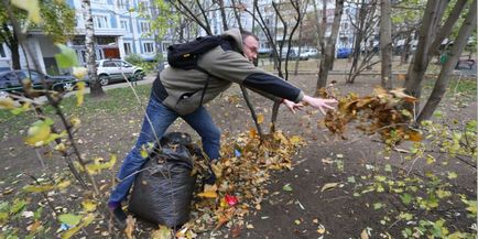 Як боротися з незаконною прибиранням листя, експертна колонка, зелене рух росії чи й