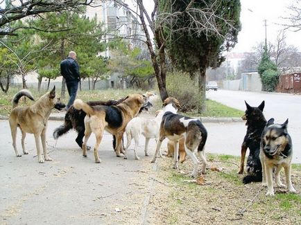 Як боротися зі зграями диких собак в місті