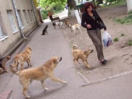 Як боротися зі зграями диких собак в місті