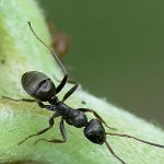 Cum să tratăm furnicile de grădină