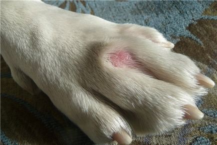 Які проблеми зі шкірою у собак можуть викликати дерматомікоз і гіпотиреоз