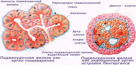 Які симптоми і причини має гіперфункція підшлункової залози, панкреатит