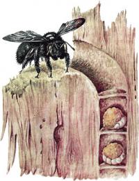 Як позбутися від деревних бджіл, вивести їх в будинку