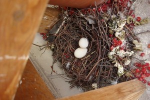 Cum sa scapi de porumbei pe balcon - sfaturi