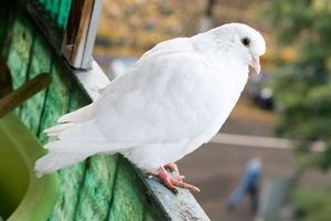 Як позбутися від голубів на балконі - поради