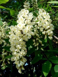 Cum să atragă acacia (arborele de salcâm) în creion pas cu pas