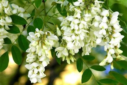 Cum să atragă acacia (arborele de salcâm) în creion pas cu pas