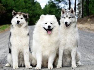 Care este numele câinelui ca un pui de urs mare, pisicile și câinii noștri
