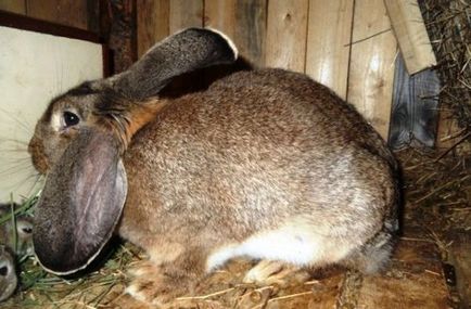 Cum se determină sarcina la iepuri, cum se determină sarcina