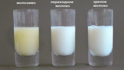 Hogyan lehet megkülönböztetni a kolosztrum tej szín és átalakítás során