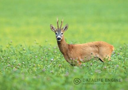 Як полює на косуль за допомогою солонців, варіанти поведінки мисливця і вибір місця