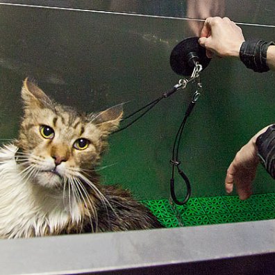 Як помити норовливу кішку
