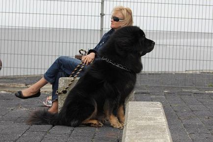 Як порода собаки впливає на поведінку фото сила розмір собаки, великі дрібні собаки, догляд за