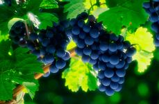 Як посадити виноград живцями