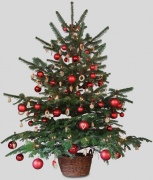 Hogyan tegyük egy élő karácsonyfa