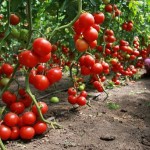 Cum să tăiem corect sfaturi tomate, video, grădină și grădină - revista on-line despre cabana