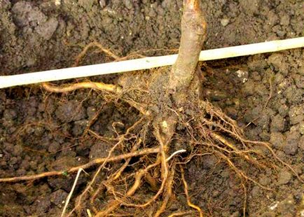 Cum să planteze cireșe în mod corespunzător pentru a obține o recoltă bună - secretele de gradinari