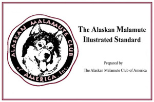 Cum sa alegi catelusul potrivit din Malamute din Alaska