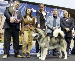 Cum sa alegi catelusul potrivit din Malamute din Alaska