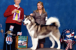 Cum sa alegi catelusul potrivit din Malamute din Alaska