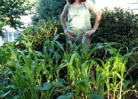 Як правильно вирощувати кукурудзу