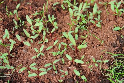 Як правильно вирощувати буряк в теплиці коли садити, які сорти вибрати - eтепліца
